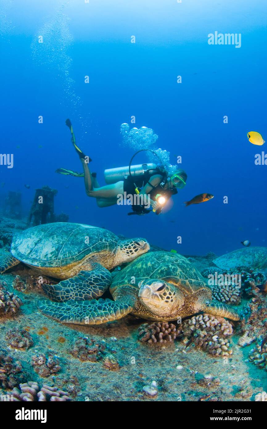 A diver (MR) and green sea turtles, Chelonia mydas, on the wreck of the YO-257 off Waikikik Beach, Oahu, Hawaii. Stock Photo