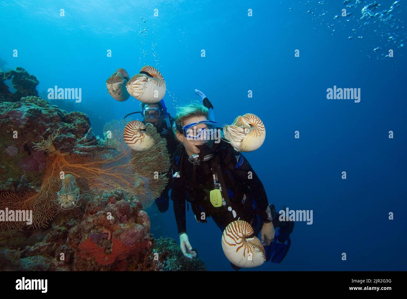 Chambered nautilus, Nautilus pompilius, and divers (MR). Palau