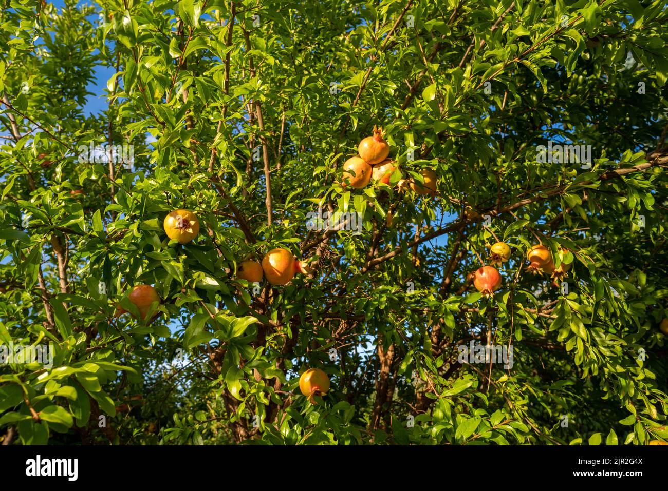 Pomegranate tree with fruits on the branches with green leaves on blue sky Stock Photo