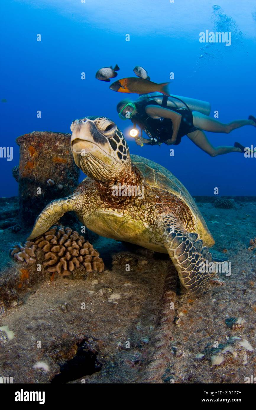 An endangered species, this green sea turtle, Chelonia mydas, is home on the wreck of the YO257 off Waikiki, Oahu, Hawaii. Stock Photo