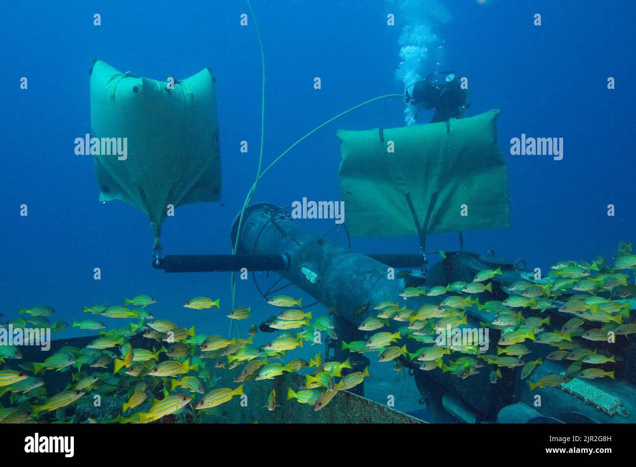 A commercial hard hat diver (MR) fills lift bags. Blue striped snapper