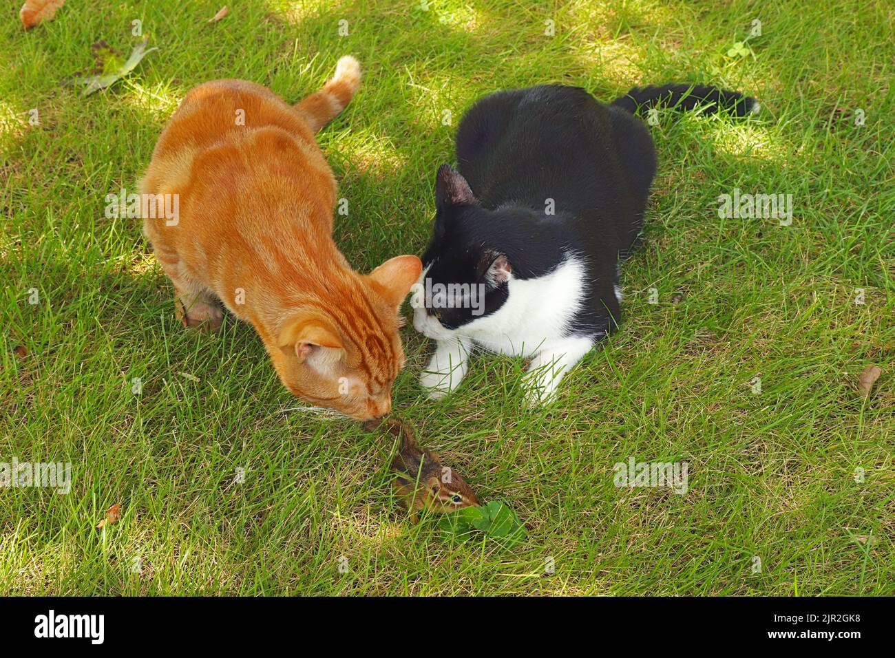 A copper-eyed, orange domestic shorthair classic red tabby and a black and white tuxedo cat (Felis catus) hassling an Eastern chipmunk (Tamias striatu Stock Photo