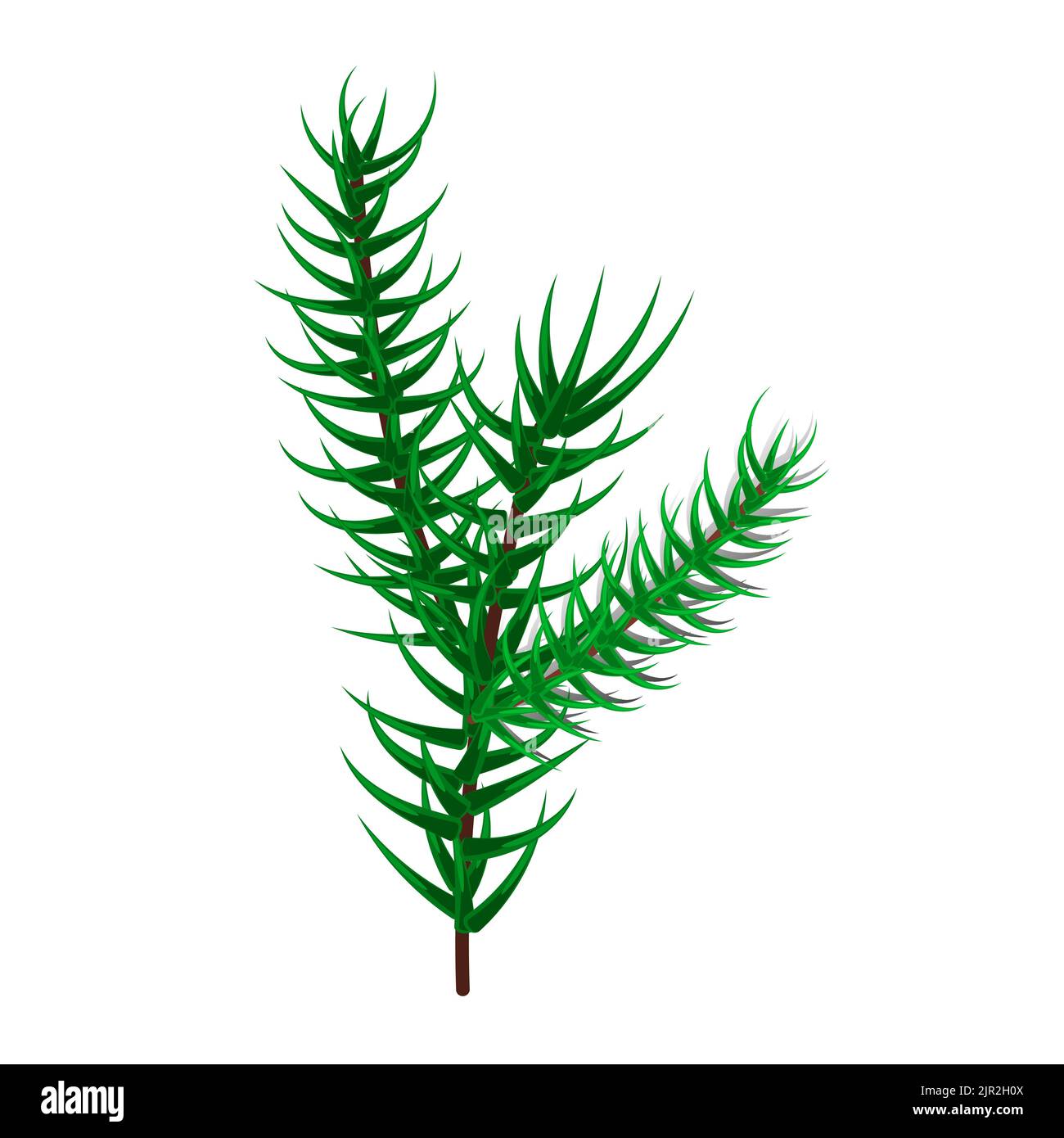 Fir tree branch isolated on white background. Christmas fir or Pine