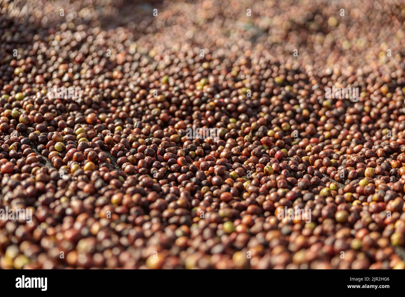 Coffee plantations on the mountains in Africa Stock Photo Alamy