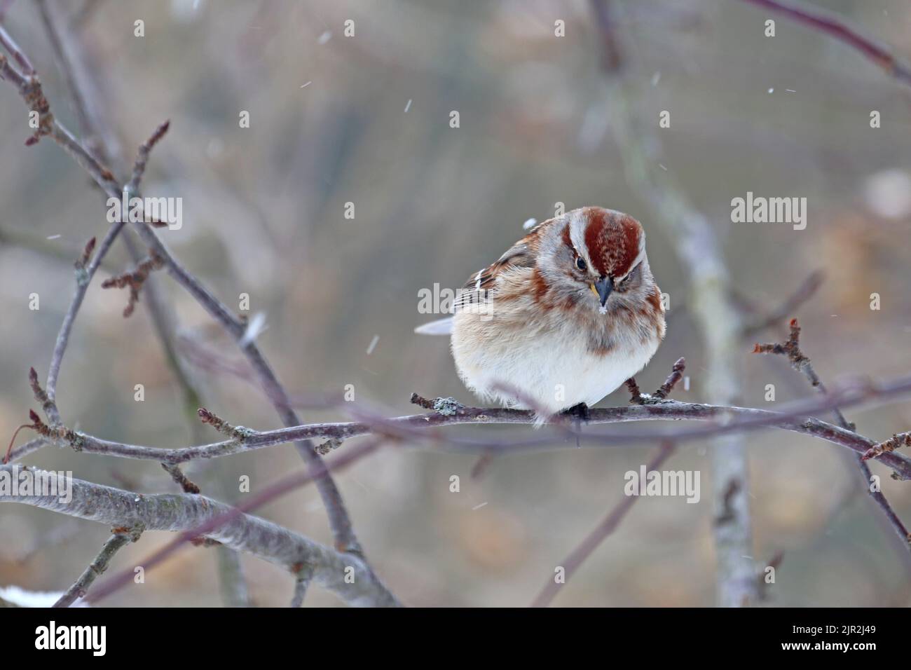 An adult American tree sparrow (Spizelloides arborea) perches on a branch in Indiana, USA with streaks of snow in winter Stock Photo