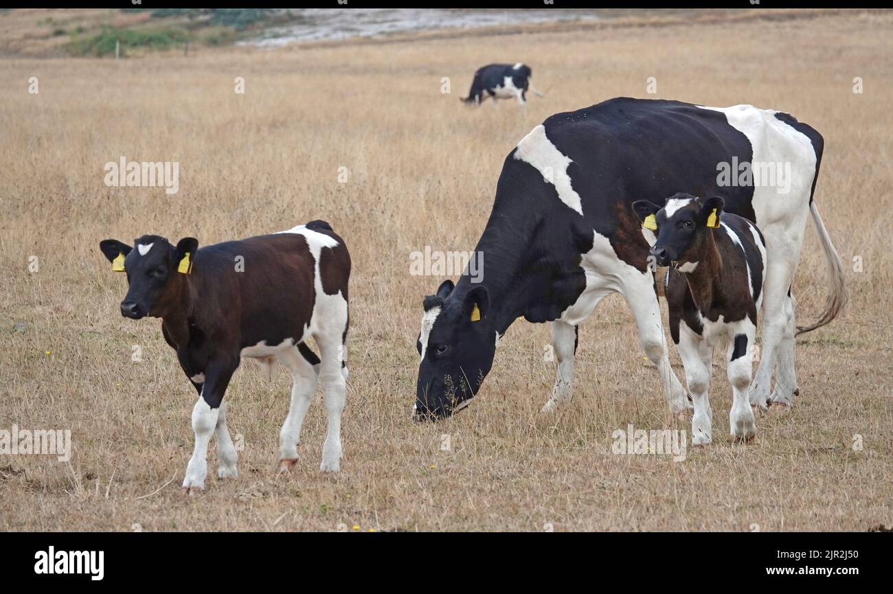 A peaceful grazing Holstein-Friesian  cow with two calves. In the background stands another cow. The grass is extreme dry. It has hardly rained in the Stock Photo