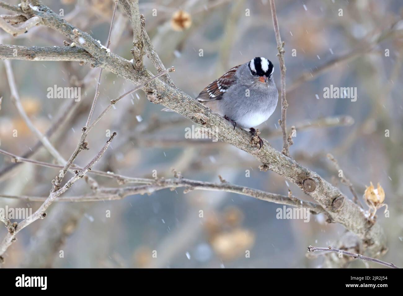 An adult white-crowned sparrow (Zonotrichia leucophrys) perches on a branch in Indiana, USA with streaks of snow in winter Stock Photo