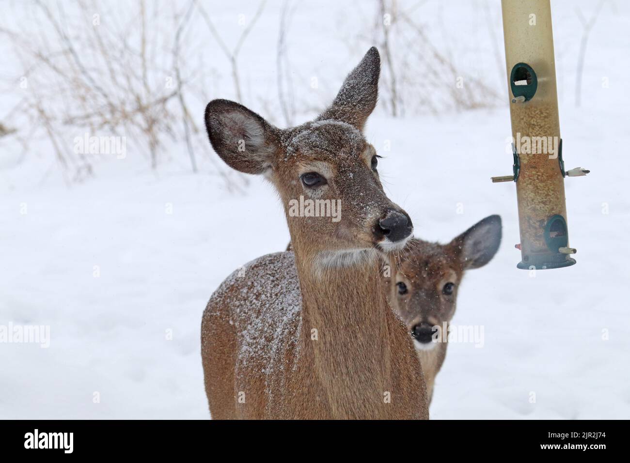 Two adult white-tailed deer (Odocoileus virginianus) raid a bird feeder in Indiana, USA with snow in winter Stock Photo