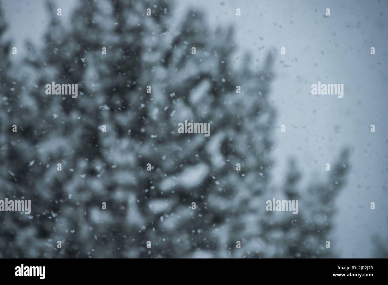 Focus on snow falling in the mountain with trees on the background Stock Photo