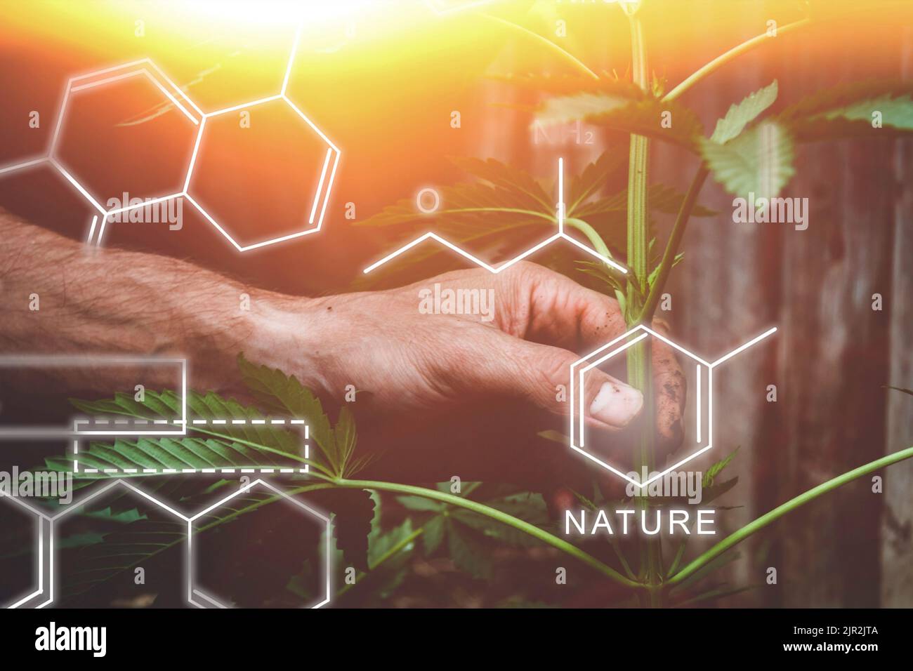 Breeding of new varieties of cannabis. Chemical formulas in plant growing. The chemical composition of hemp. Healthy Plant Formula. Smart farming, usi Stock Photo