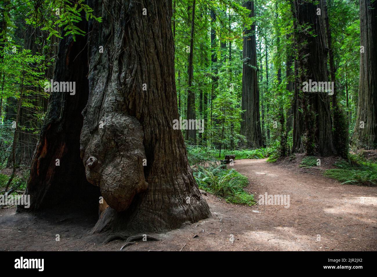 There is a vast forest of redwood trees in Northern California in Humboldt County. Stock Photo