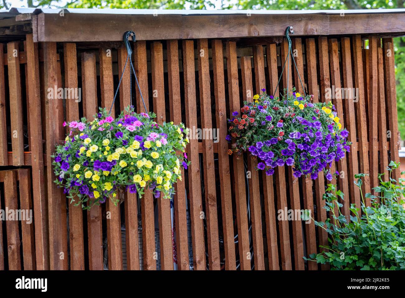 Purple flowers growing on wall hi-res stock photography and images - Alamy