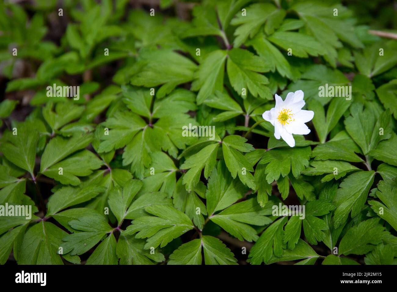 A closeup shot of an oak anemone with leaves in the background Stock Photo
