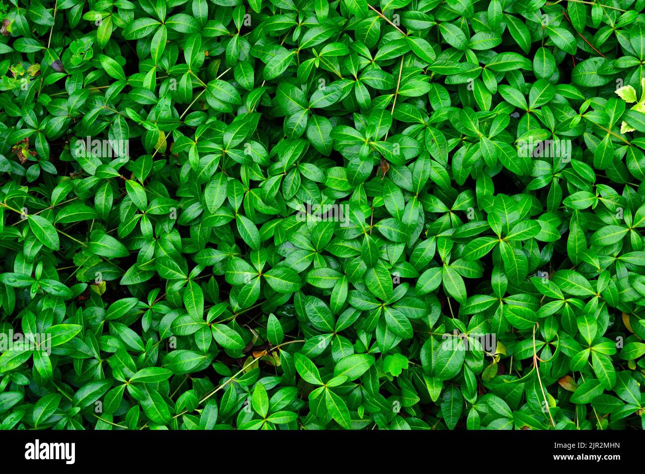Vinca minor green leaves - natural green summer background pattern. Lush glossy foliage of periwinkle - flat lay, top view. Botanical, gardening or ec Stock Photo