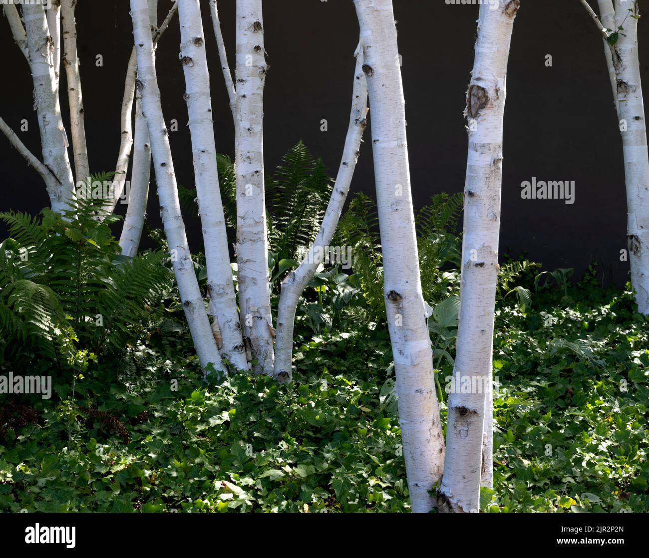 Silver Birch trees shinning in the sunlight - (Betula pendula) Stock Photo