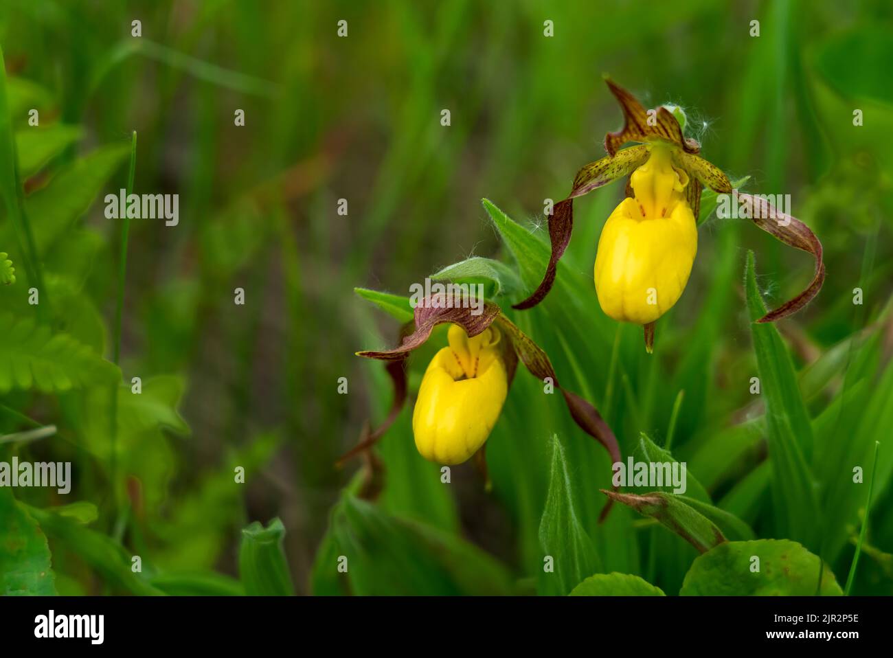 The small yellow Lady's Slipper blooming in the Discovery Nature Sanctuary, Winkler, Manitoba, Canada. Stock Photo