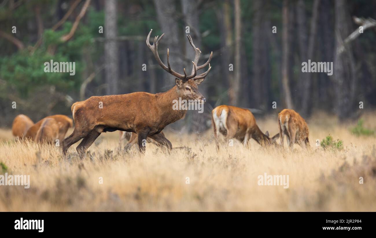 Red deer walking on dry field with herd in background Stock Photo