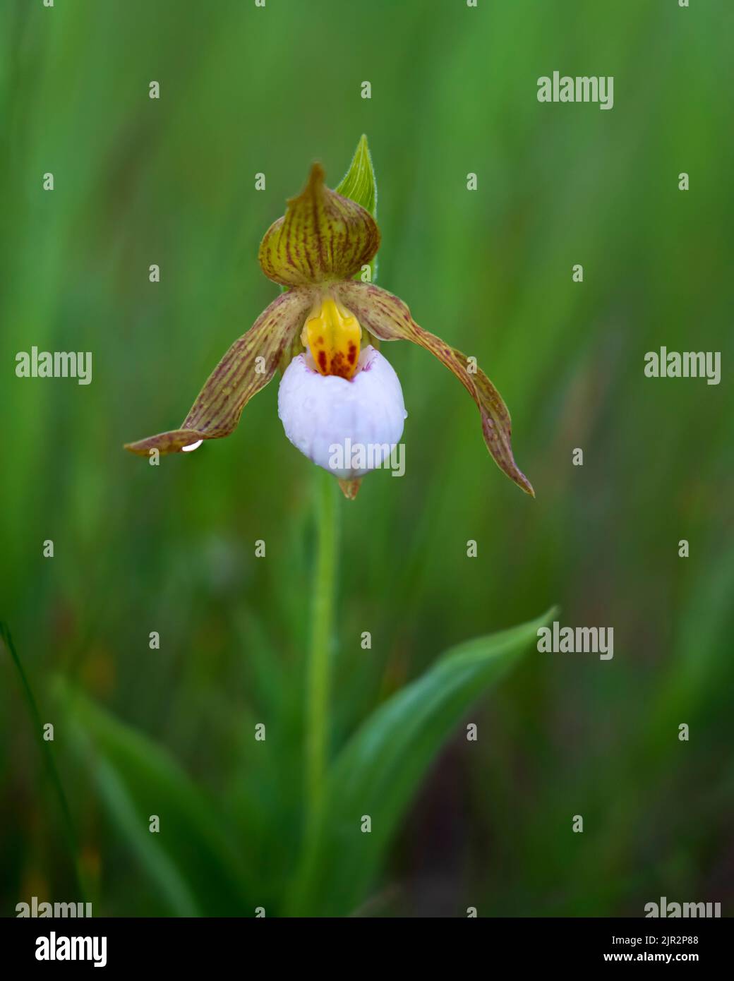 A portrait of a single small white Lady's Slipper orchid in a meadow near Brandon, Manitoba, Canada. Stock Photo