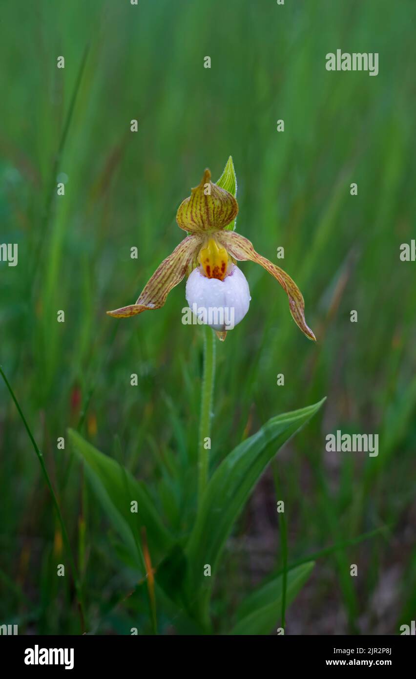 A portrait of a single small white Lady's Slipper orchid in a meadow near Brandon, Manitoba, Canada. Stock Photo