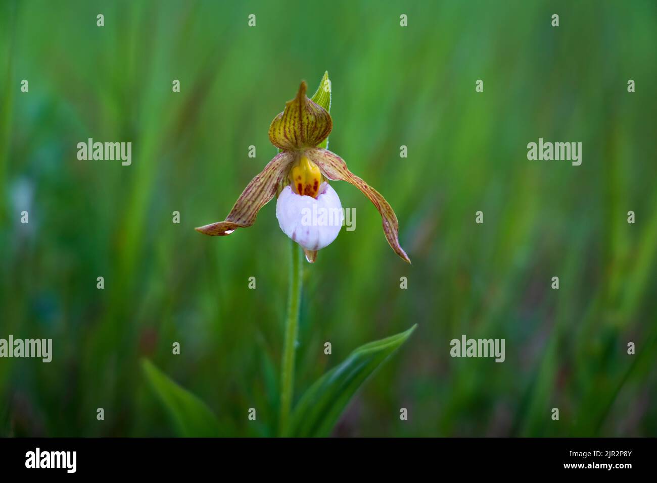 A portrait of a single small white Lady's Slipper orchid in a meadow near Brandon, Manitoba, Canada. Stock Photo