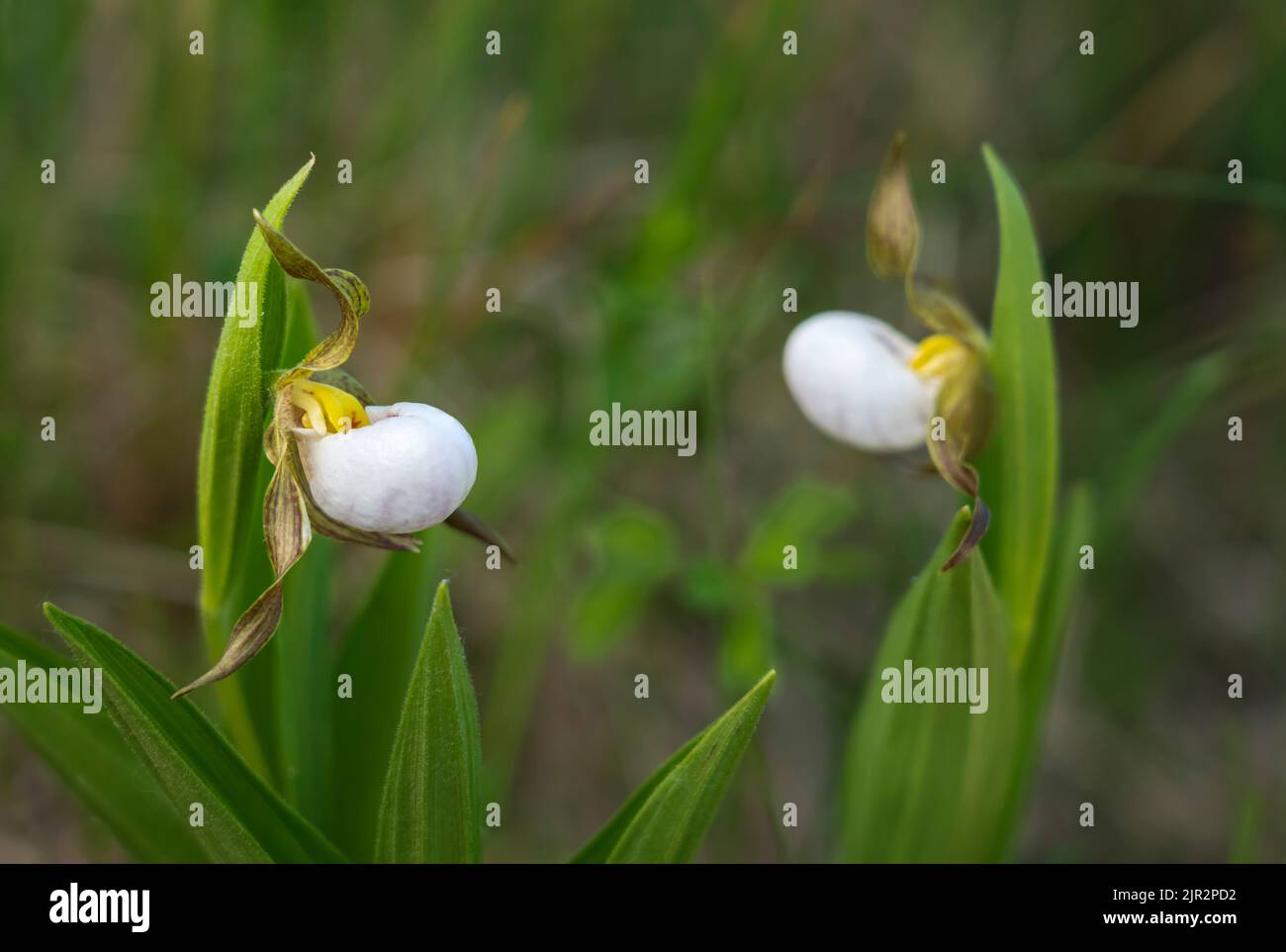 The small white endangered lady's slipper at the Tall Grass Prairie Preserve in southern Manitoba, Canada. Stock Photo