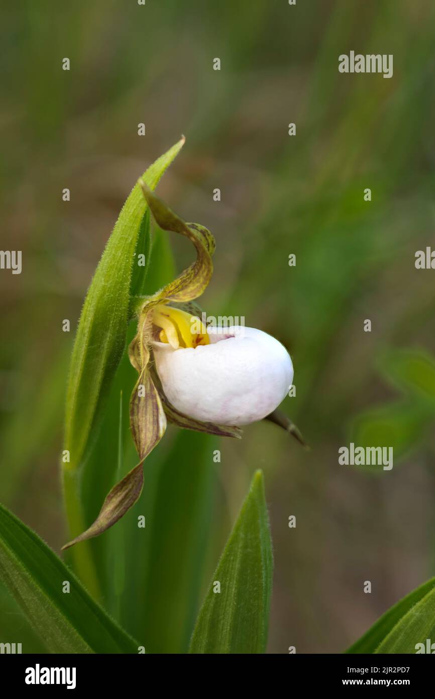 The small white endangered lady's slipper at the Tall Grass Prairie Preserve in southern Manitoba, Canada. Stock Photo