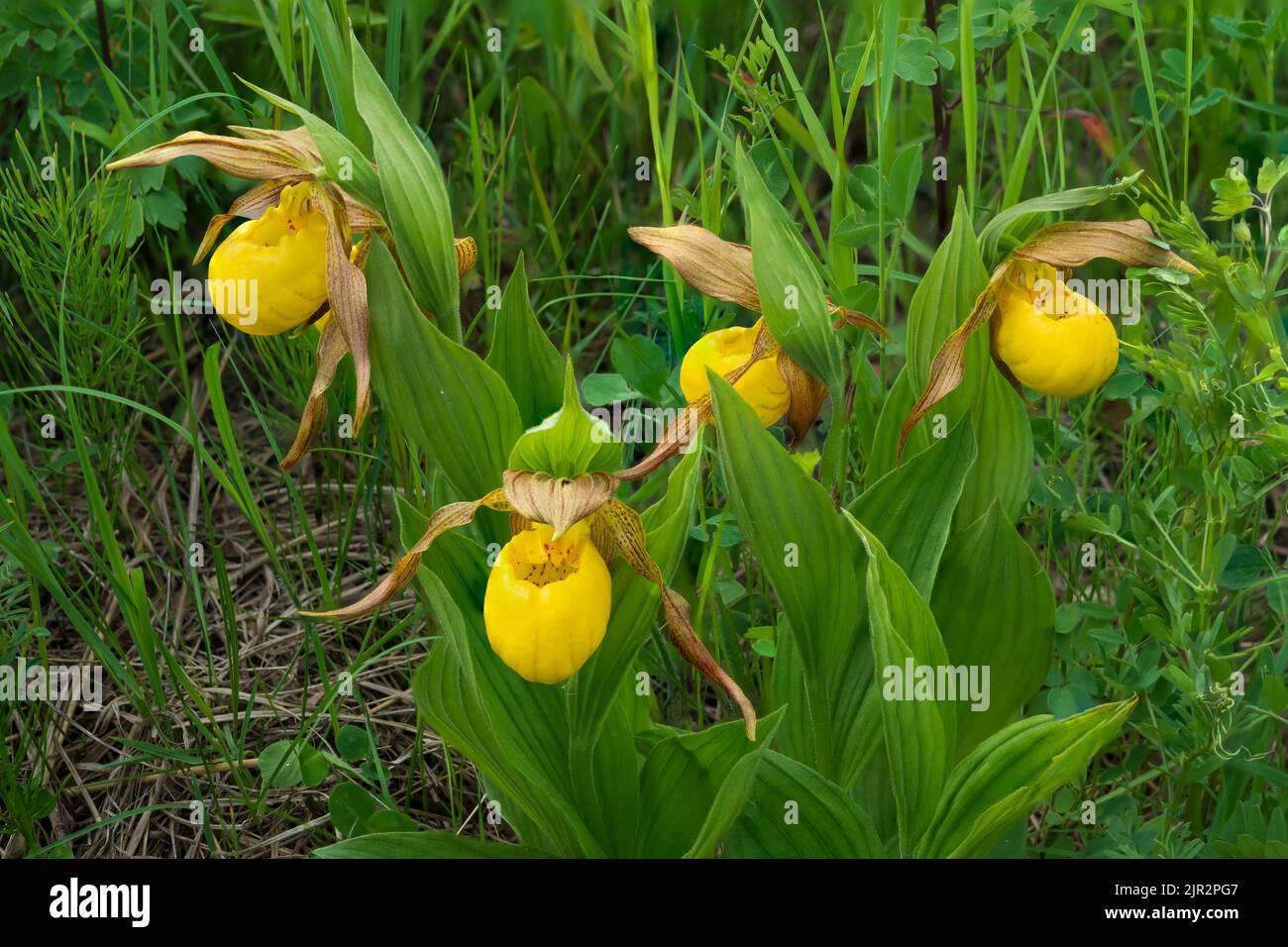The large Yellow Lady's Slipper in the Tall Grass Prairie Preserve in southern Manitoba, Canada. Stock Photo