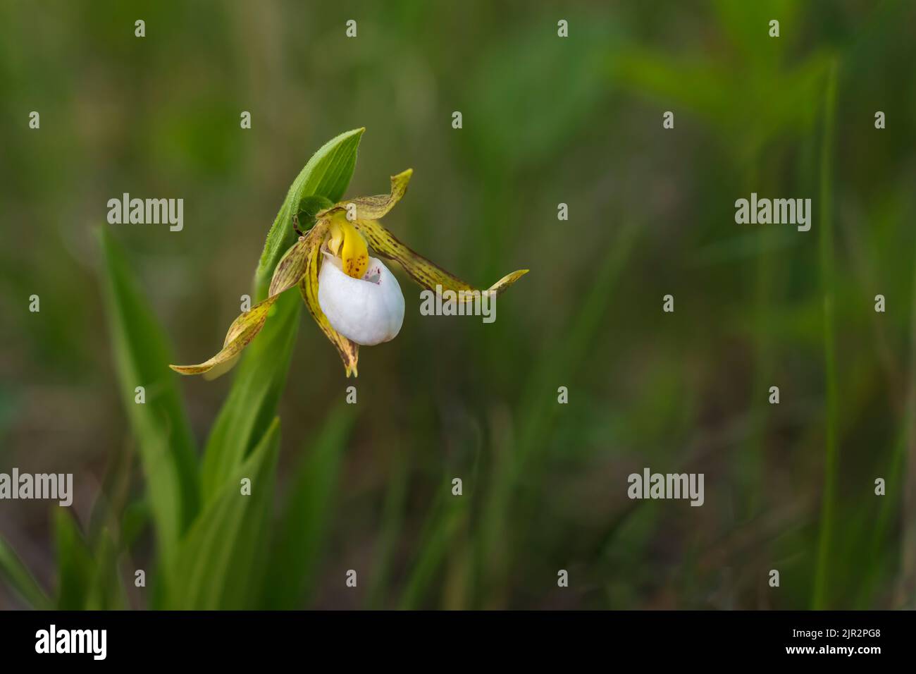 The small white endangered lady's slipper at the Tall Grass Prairie Preserve in southern Manitoba, Canada. Stock Photo