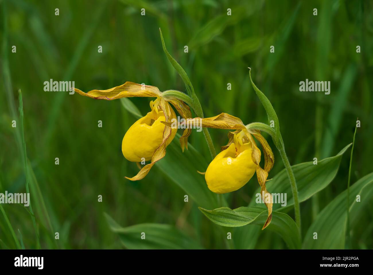 The large Yellow Lady's Slipper in the Tall Grass Prairie Preserve in southern Manitoba, Canada. Stock Photo