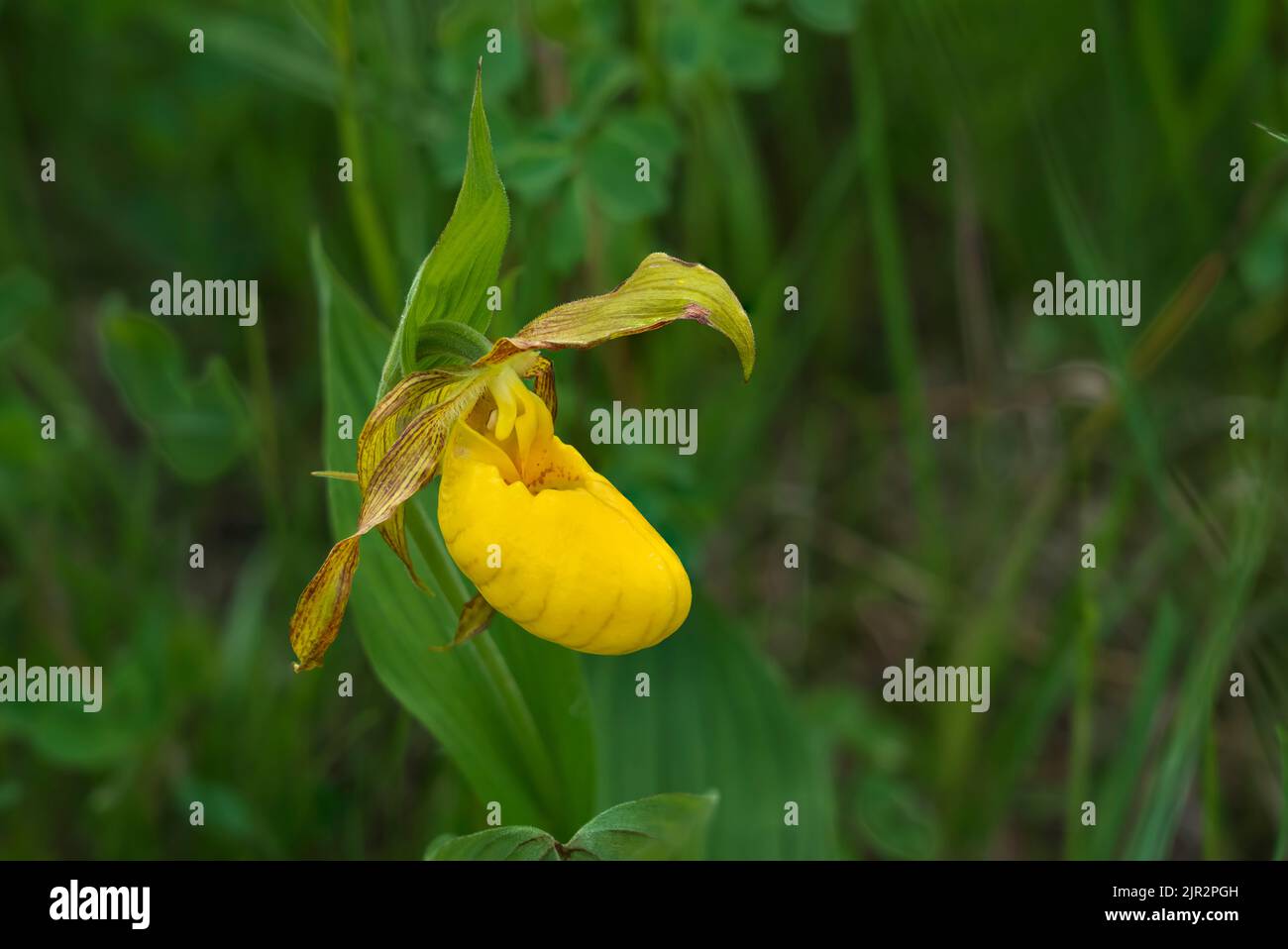 The large Yellow Lady's Slipper in the Tall Grass Prairie Preserve in southern Manitoba, Canada. Stock Photo