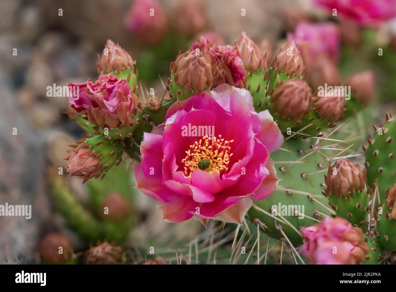 Fuchia colored Prickly Pear cactus blooming in a rock garden