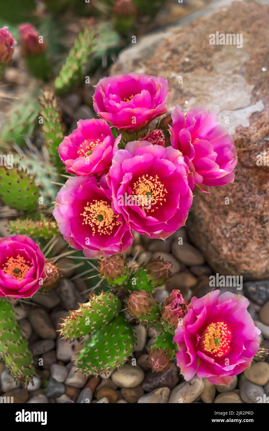 Fuchia colored Prickly Pear cactus blooming in a rock garden