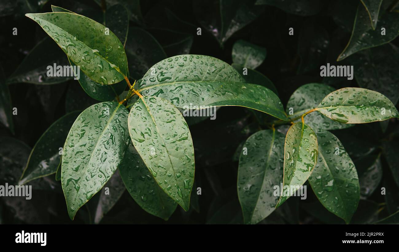 Green leaf raindrops on leaves hi-res stock photography and images - Alamy