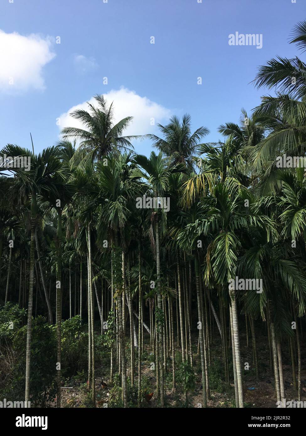 A vertical shot of green palm trees and lush vegetation in a forest in ...