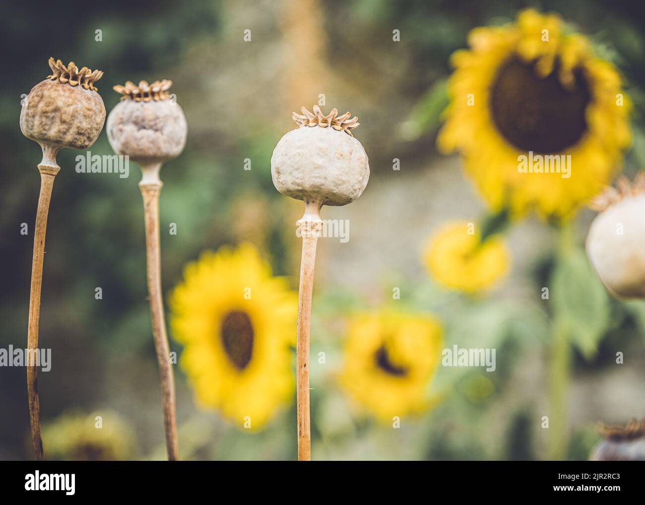 Sunflowers and seed poppy heads in the walled formal gardens at Rousham House, Oxfordshire. Stock Photo
