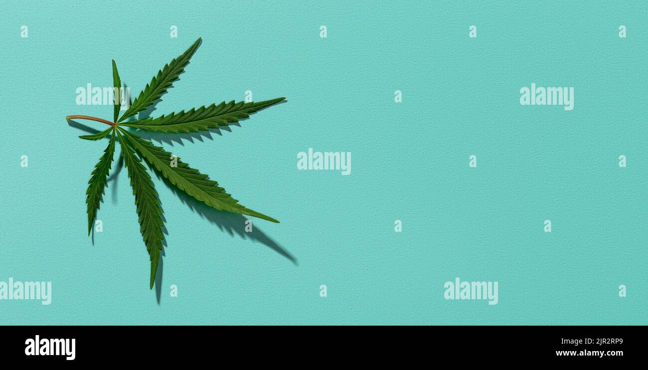 Green hemp leaf casts shadow on a textured turquoise background. Wide banner with medical marijuana fresh leaf. Cannabis sativa plant, herbal medicine Stock Photo