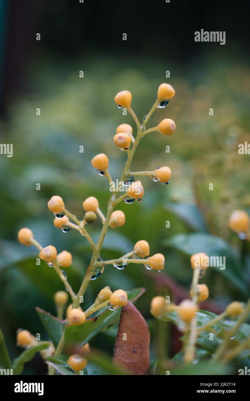 A vertical shot of dew on aglaia odorata flower buds Stock Photo