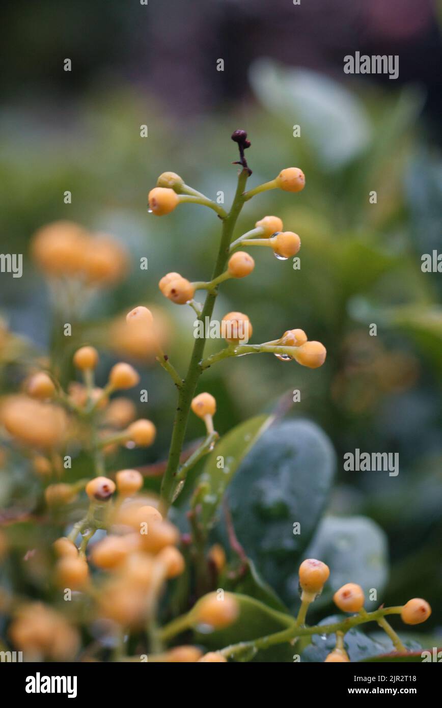 A vertical shot of dew on aglaia odorata buds Stock Photo