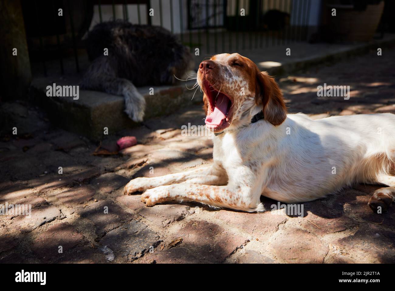 A close-up shot of a yawling English Setter chilling in the sun Stock Photo