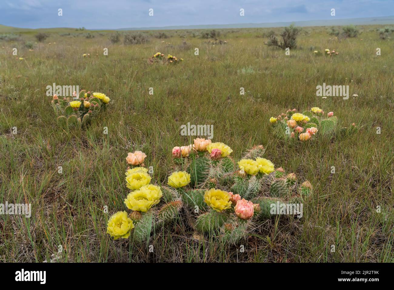 The prickly pear cactus blooming in Grasslands National Park in southern Saskatchewan, Canada. Stock Photo