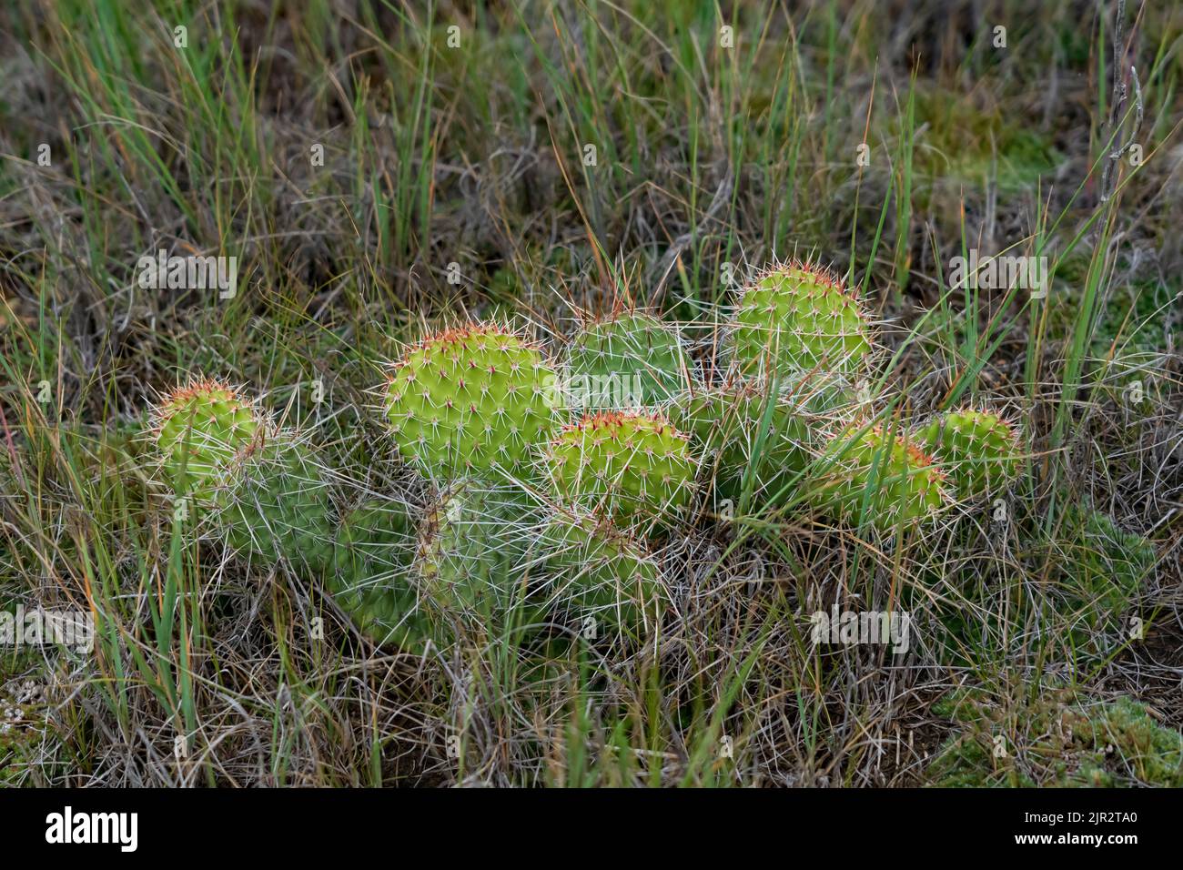 The prickly pear cactus blooming in Grasslands National Park in