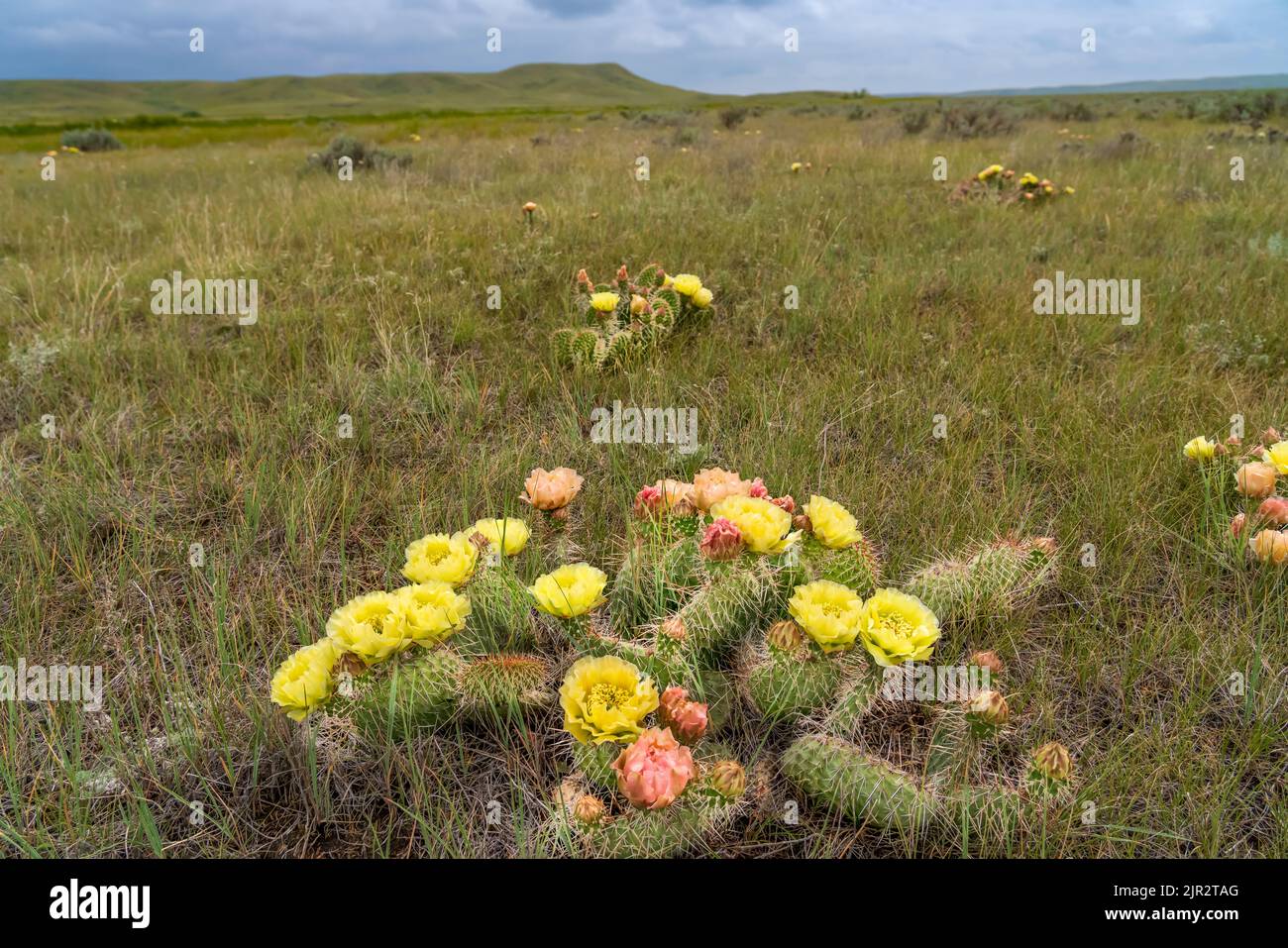 The prickly pear cactus blooming in Grasslands National Park in