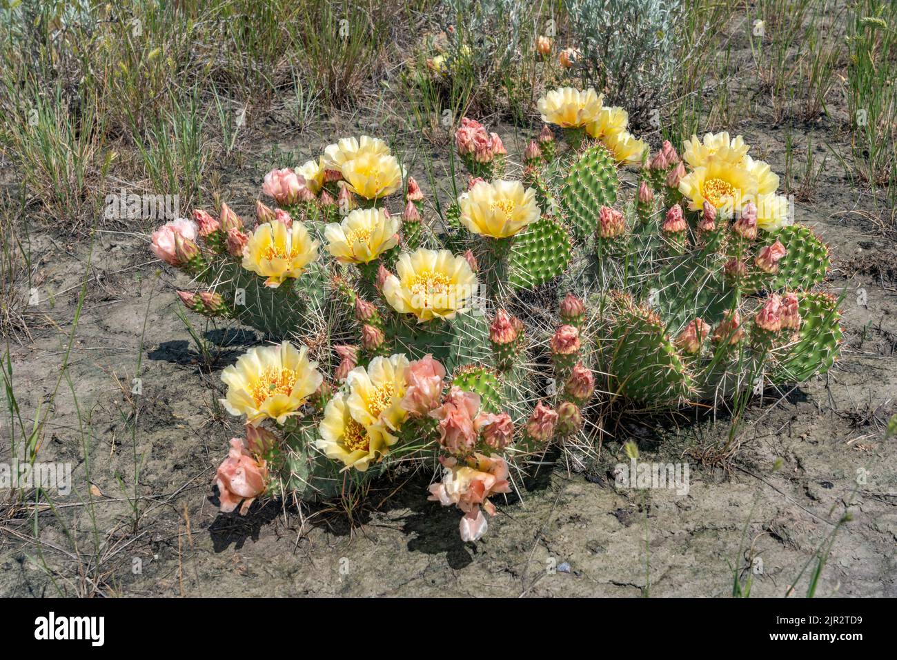 The prickly pear cactus blooming in Grasslands National Park in southern Saskatchewan, Canada. Stock Photo