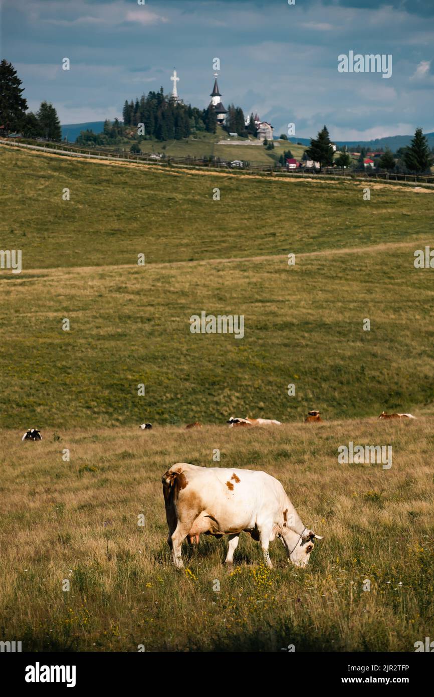 Romanian idyllic countryside landscape with grazing cows and the ...