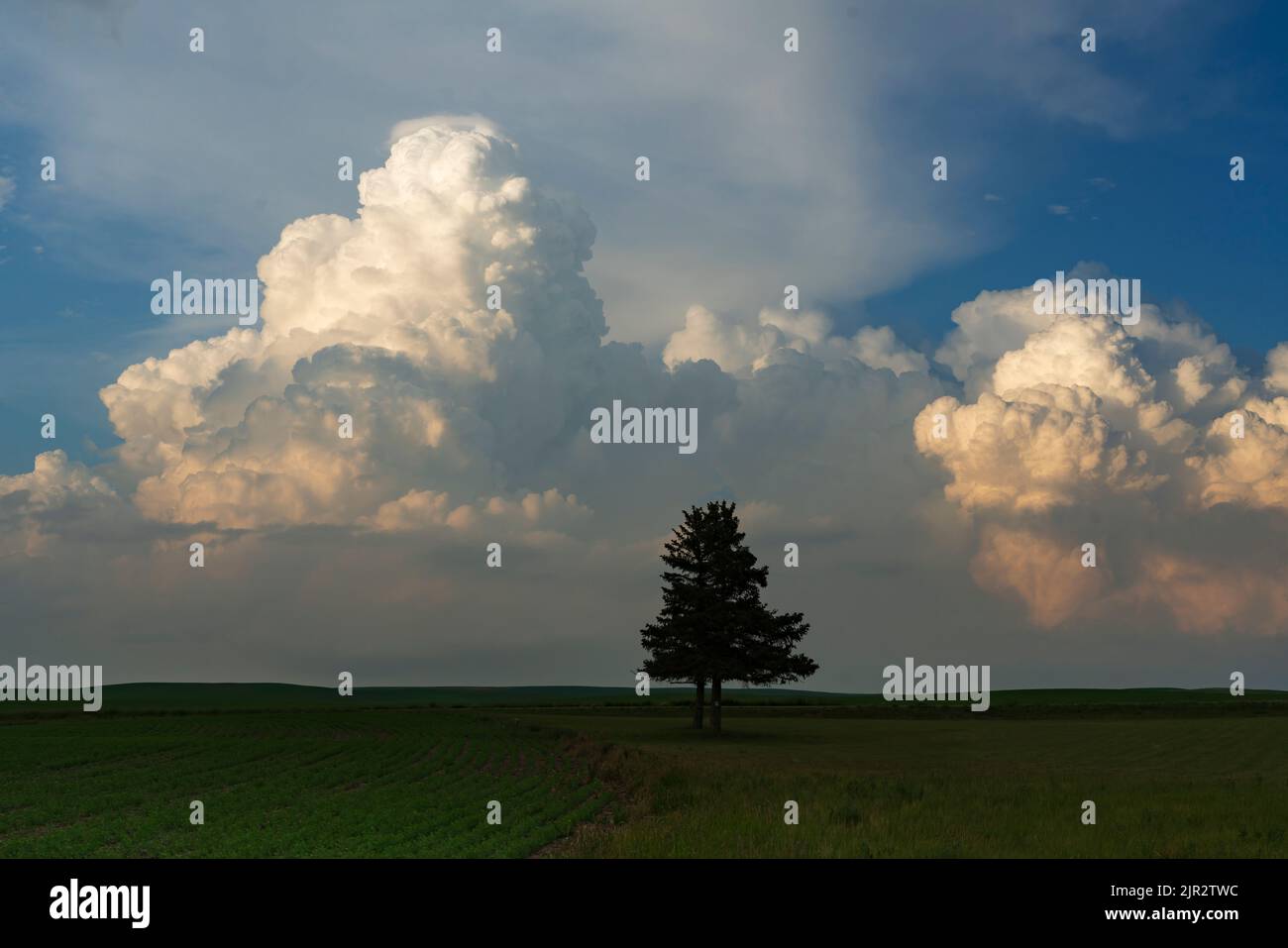 A lone tree on the prairies with storm clouds near Assiniboia, Saskatchewan, Canada. Stock Photo