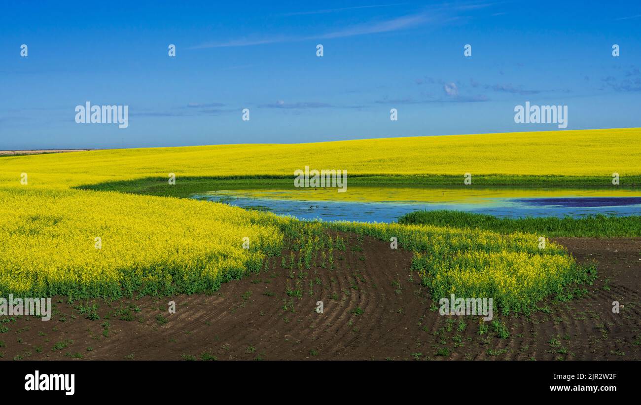 Yellow canola blooming in a farm field and pond in southern Saskatchewan, Canada. Stock Photo