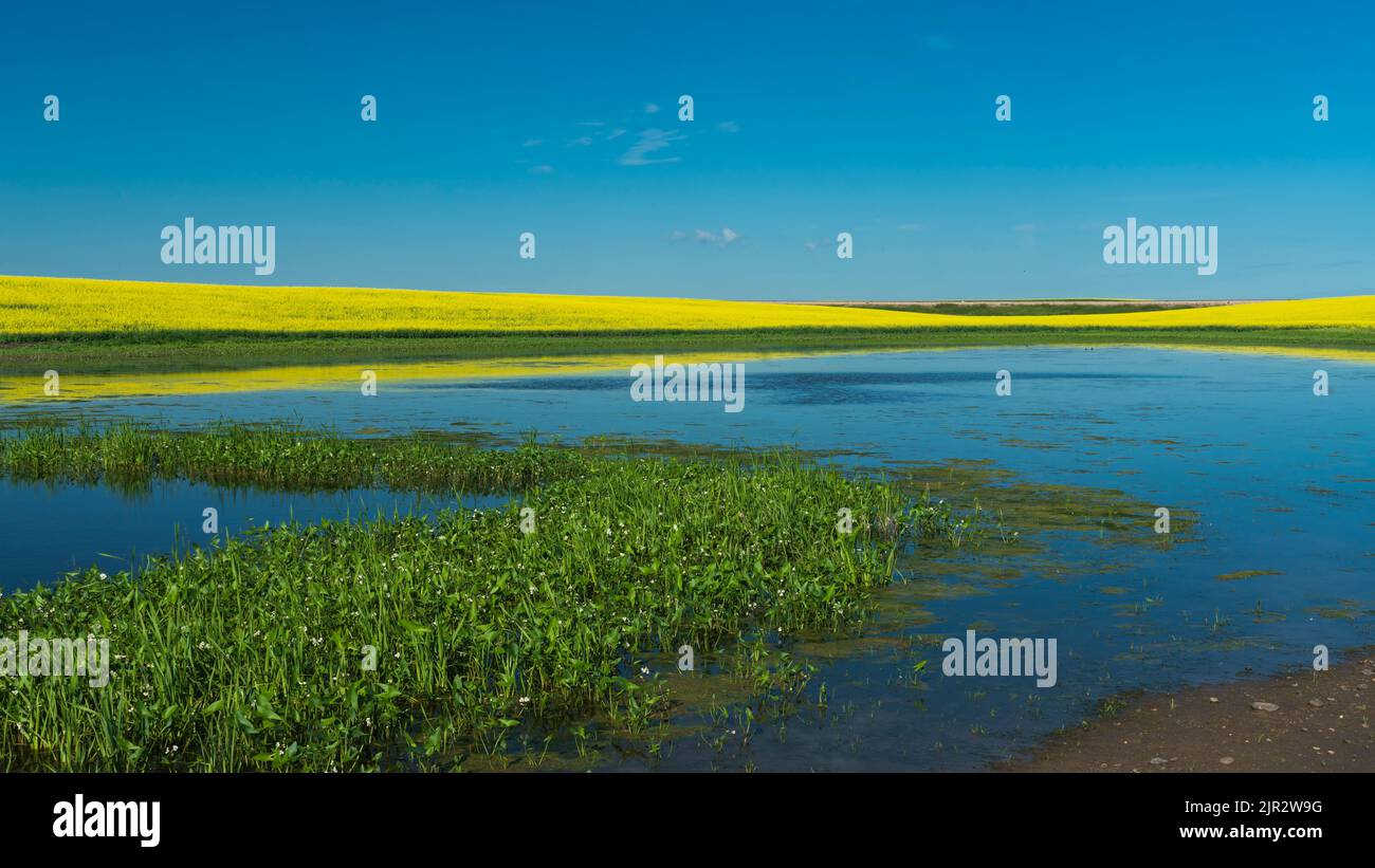 Yellow canola blooming in a farm field and pond in southern Saskatchewan, Canada. Stock Photo