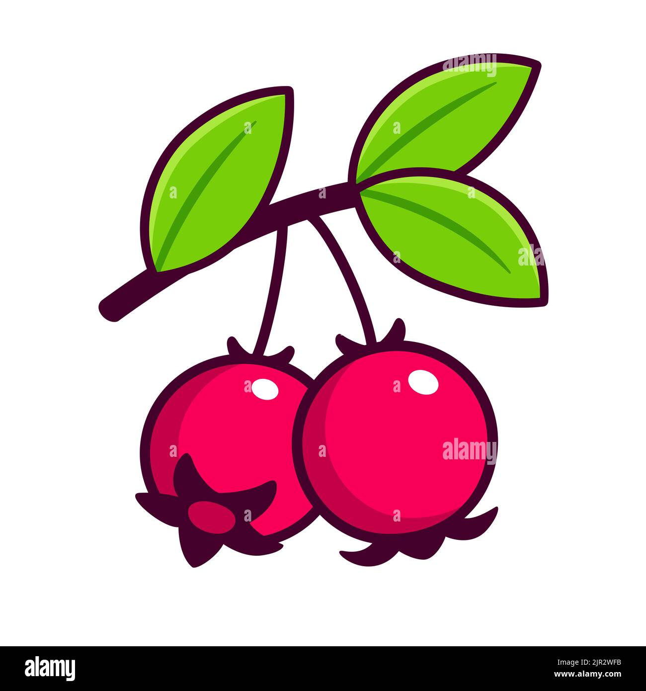 Murta or Chilean guava (Ugni molinae). Branch with leaves and two ripe berries. Hand drawn vector clip art illustration. Stock Vector
