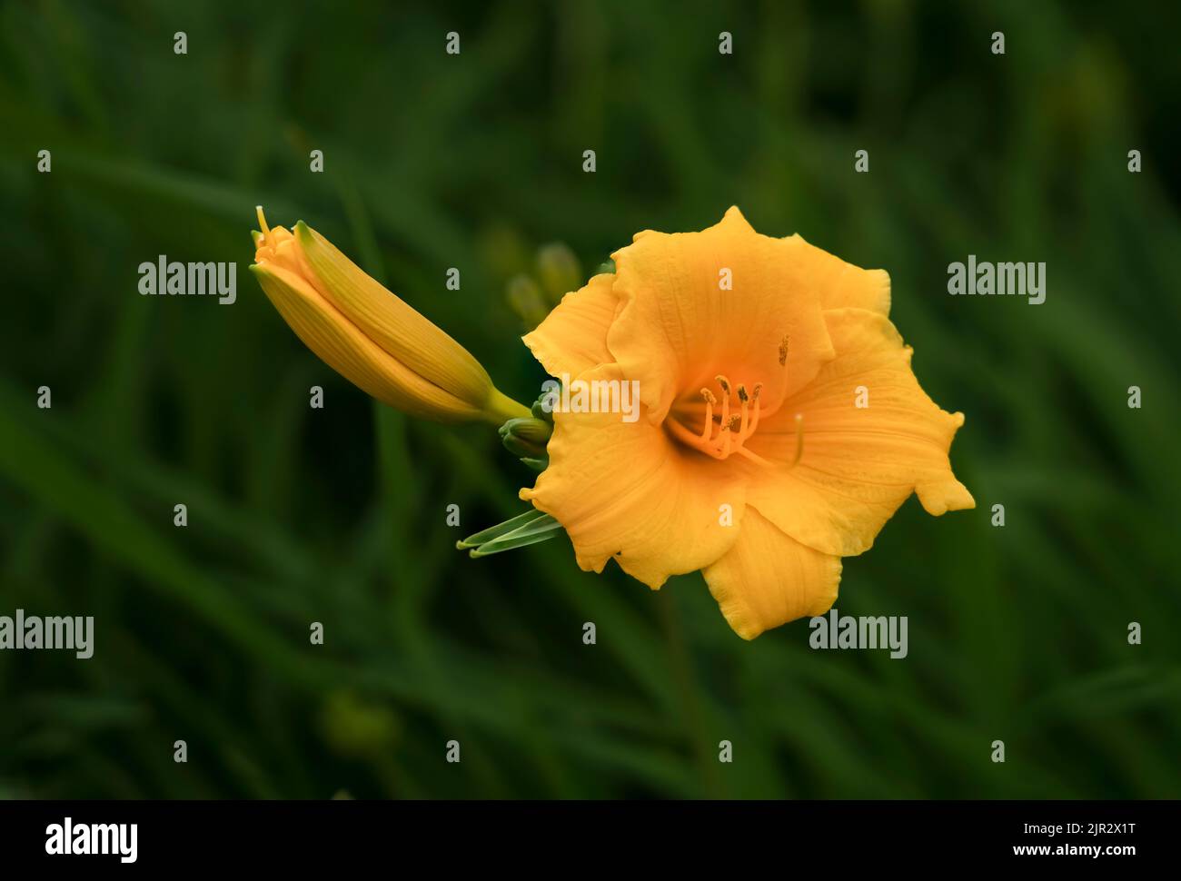 Portrait of a Day Lily flower in a garden in Killarney, Manitoba, Canada. Stock Photo