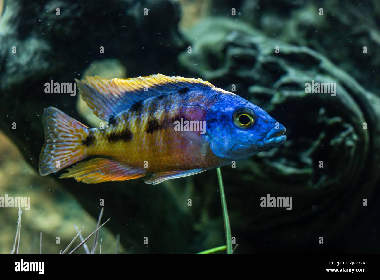 A closeup of a cute Protomelas taeniolatus fish in an aquarium Stock Photo